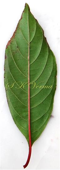  Leaf